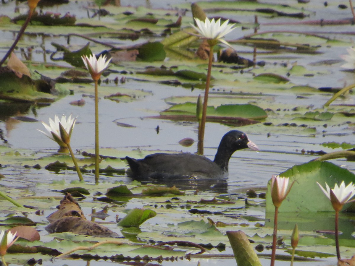 Халзан түнжүүр - ML611822634