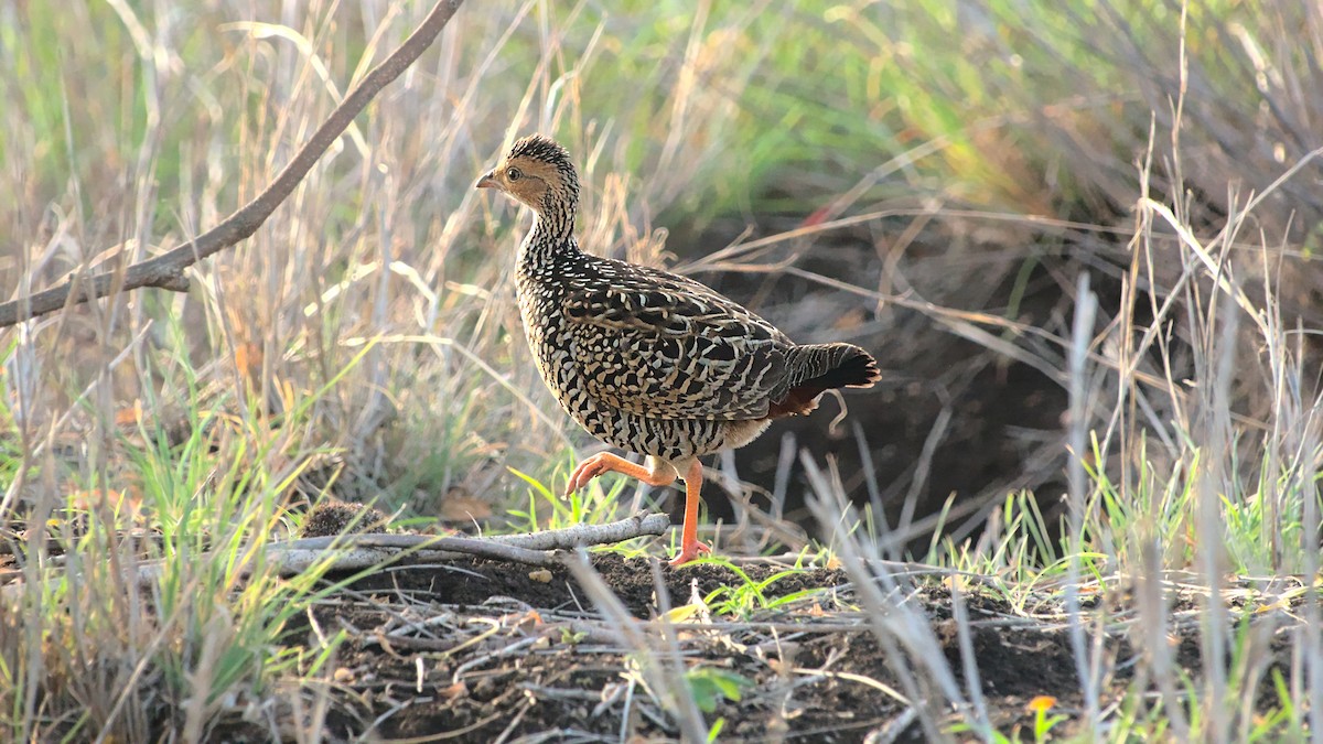 Painted Francolin - Aseem Borkar