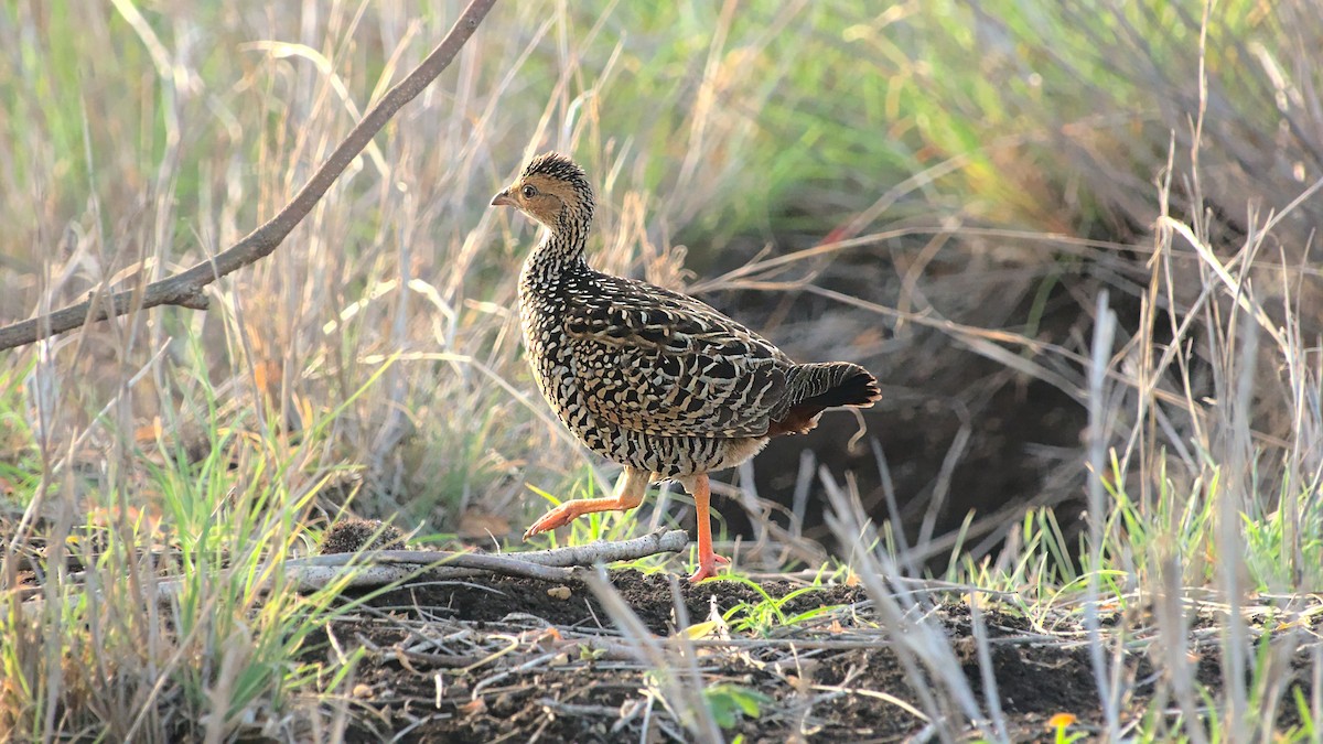 Painted Francolin - Aseem Borkar