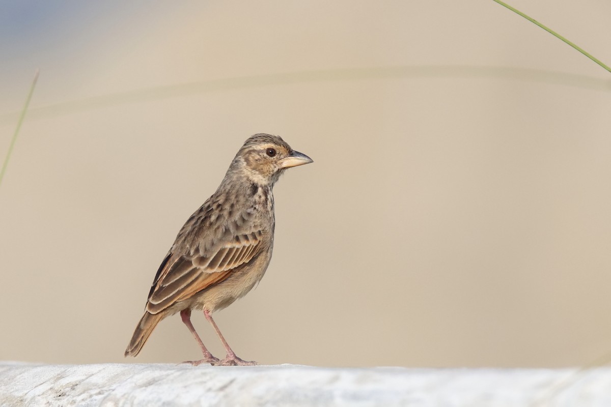 Bengal Bushlark - Janos  Olah