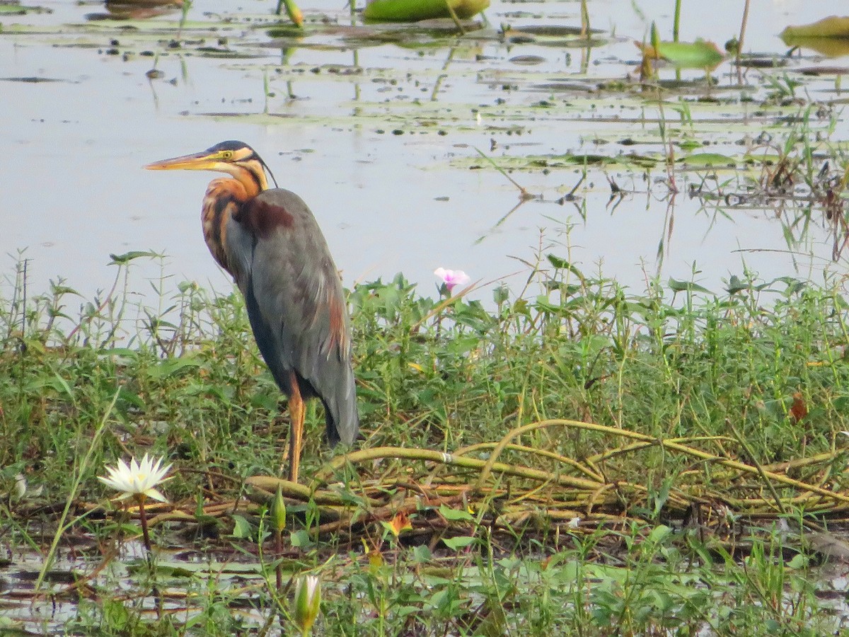 Зээрд дэглий - ML611822667