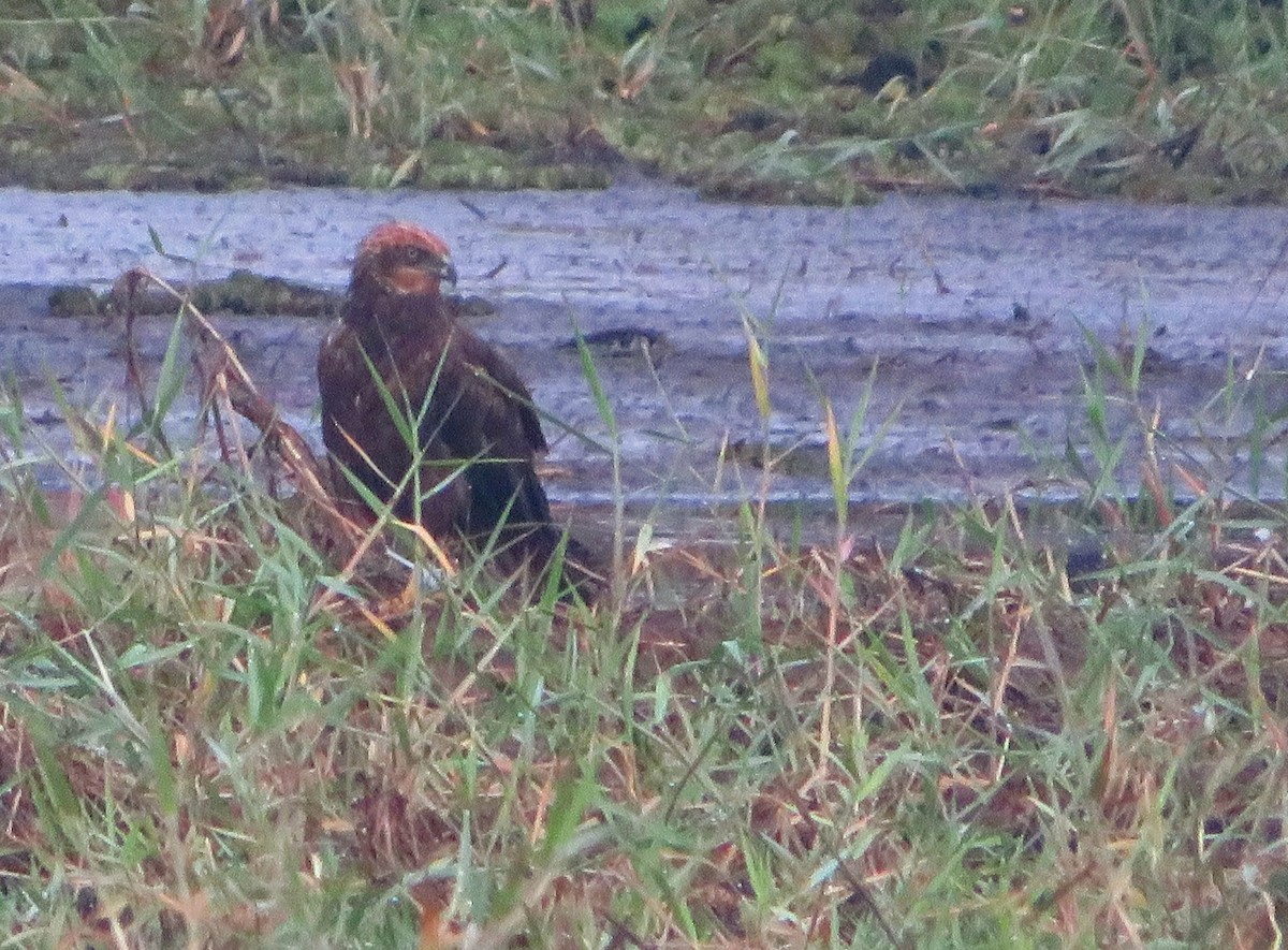 Намгийн хулд - ML611822670