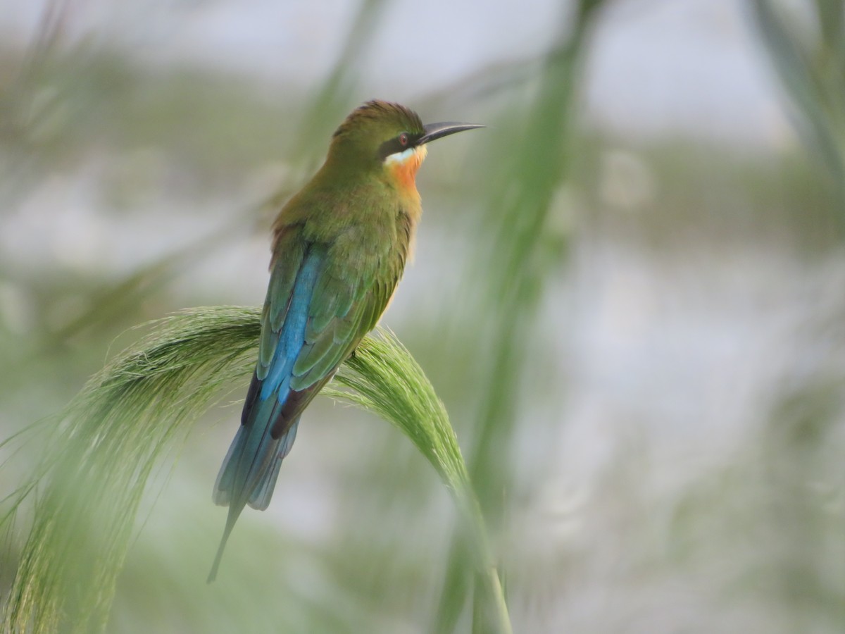 Blue-tailed Bee-eater - ML611822680