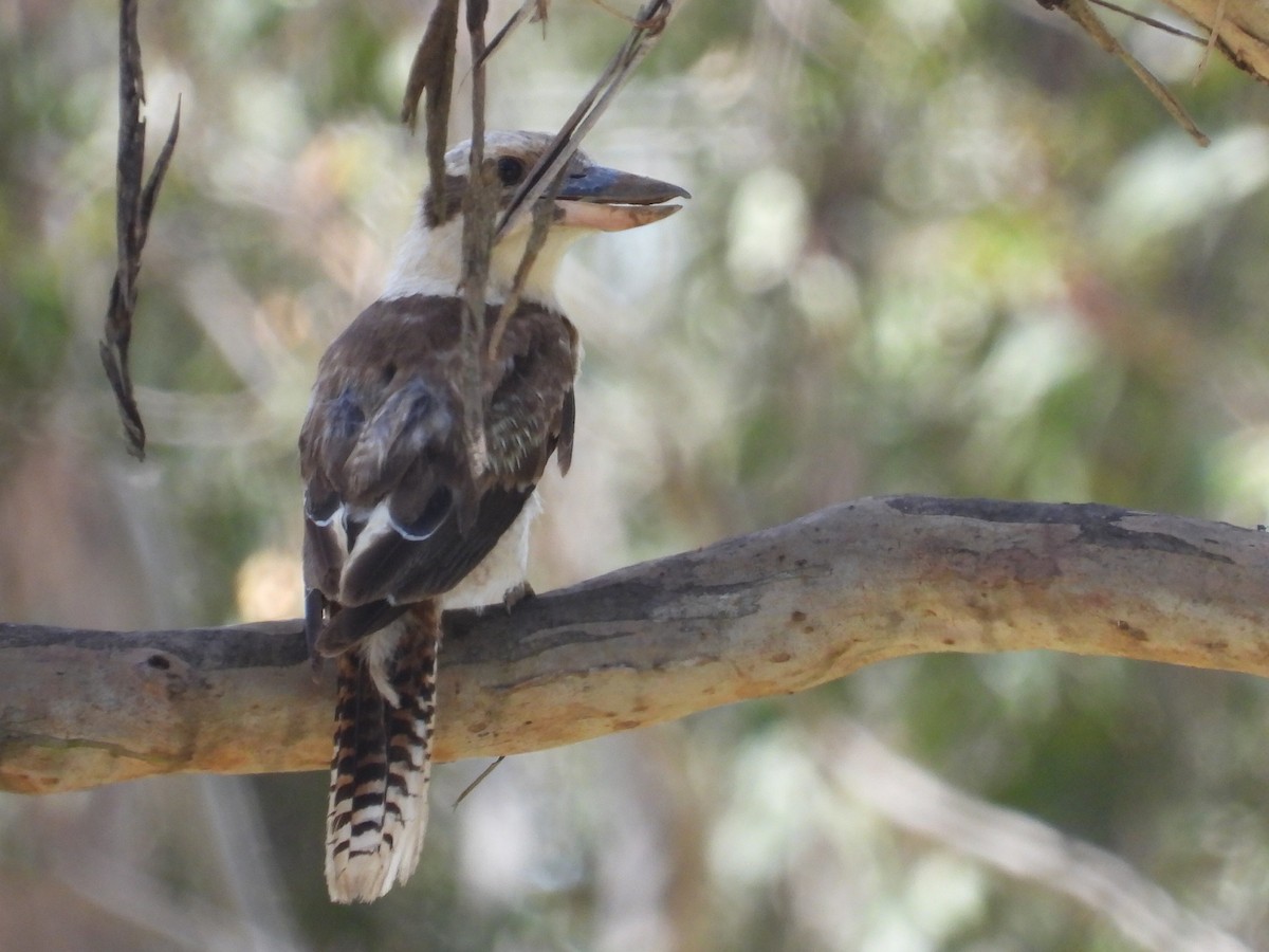 Laughing Kookaburra - ML611822683