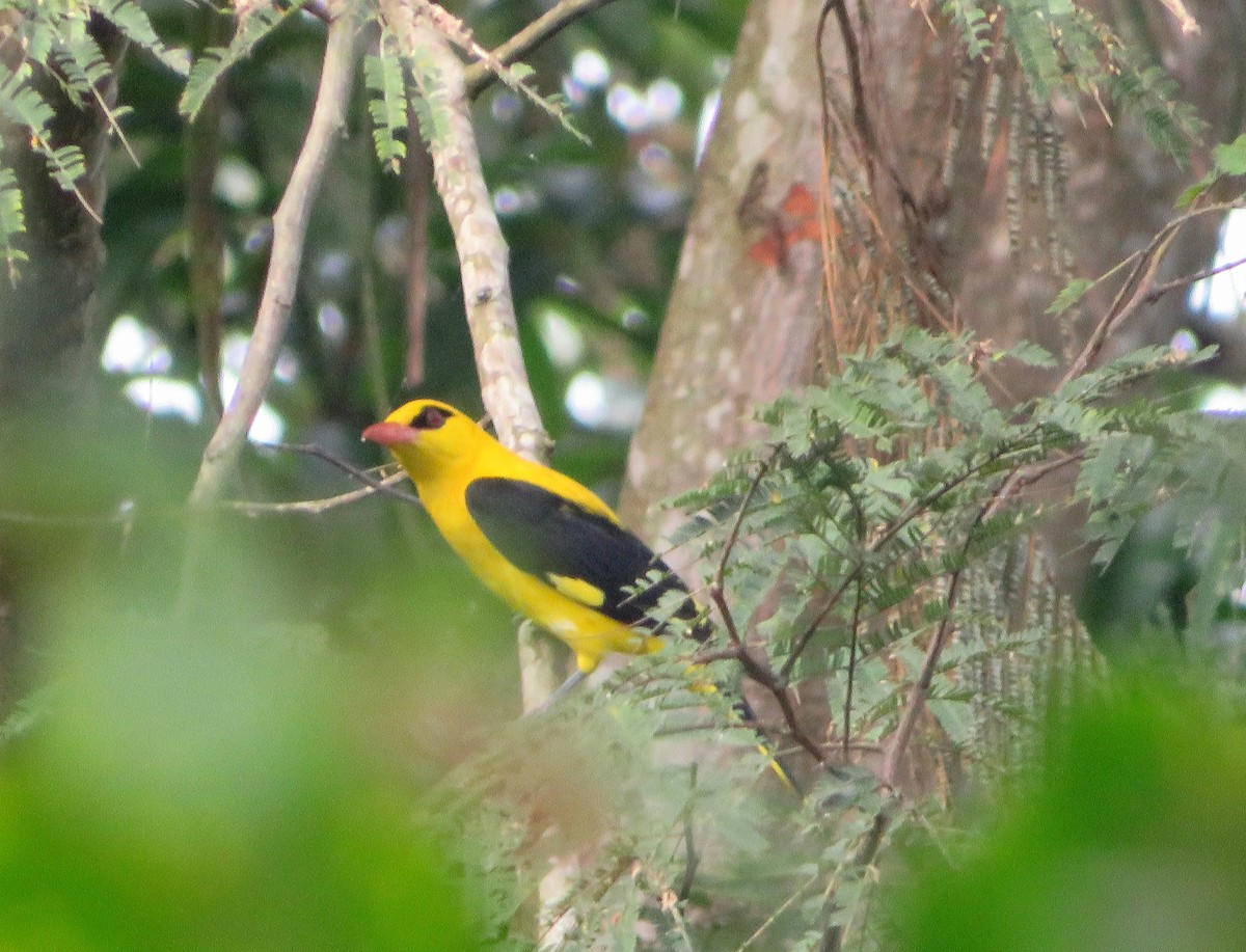 Indian Golden Oriole - ML611822688