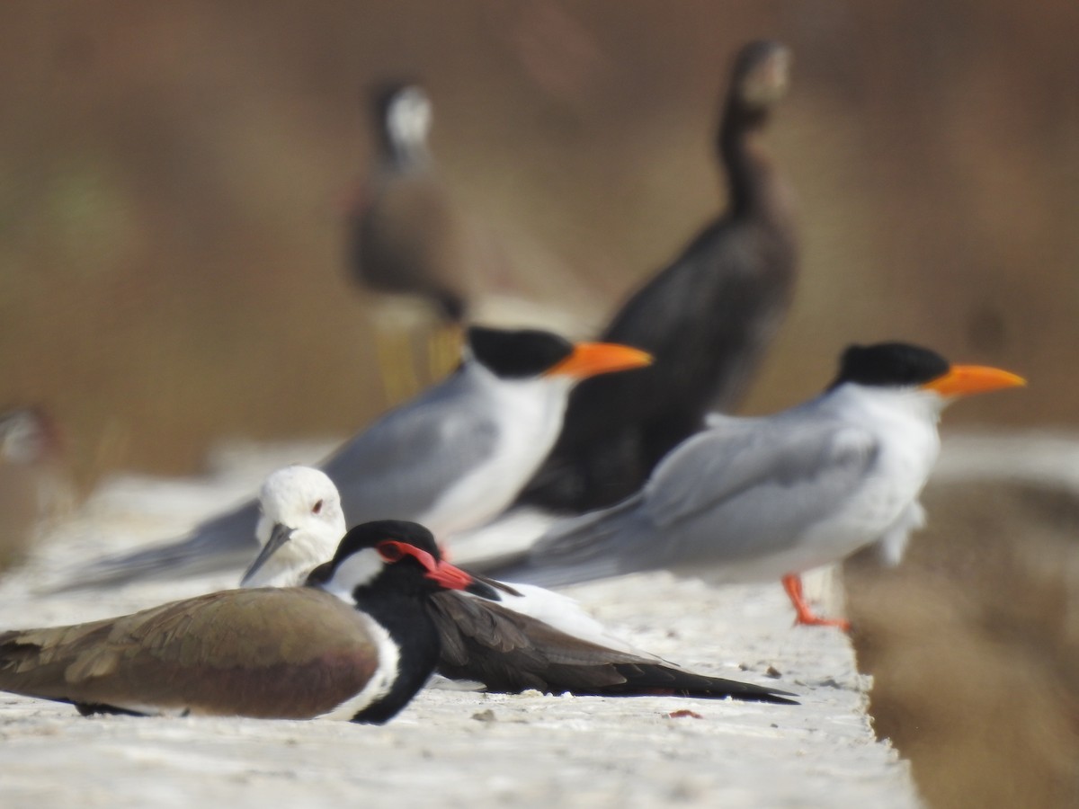 Black-winged Stilt - ML611822723