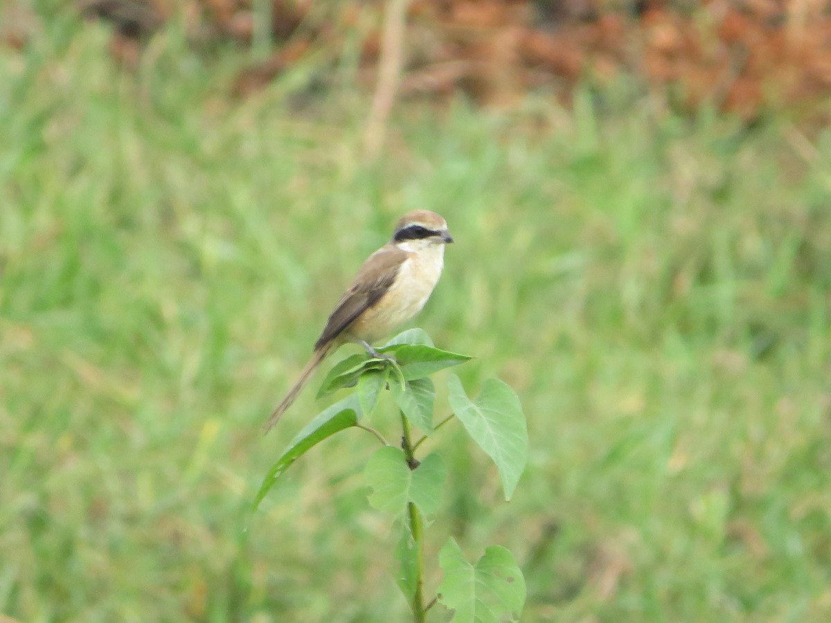 Ухаа дунхай - ML611822730