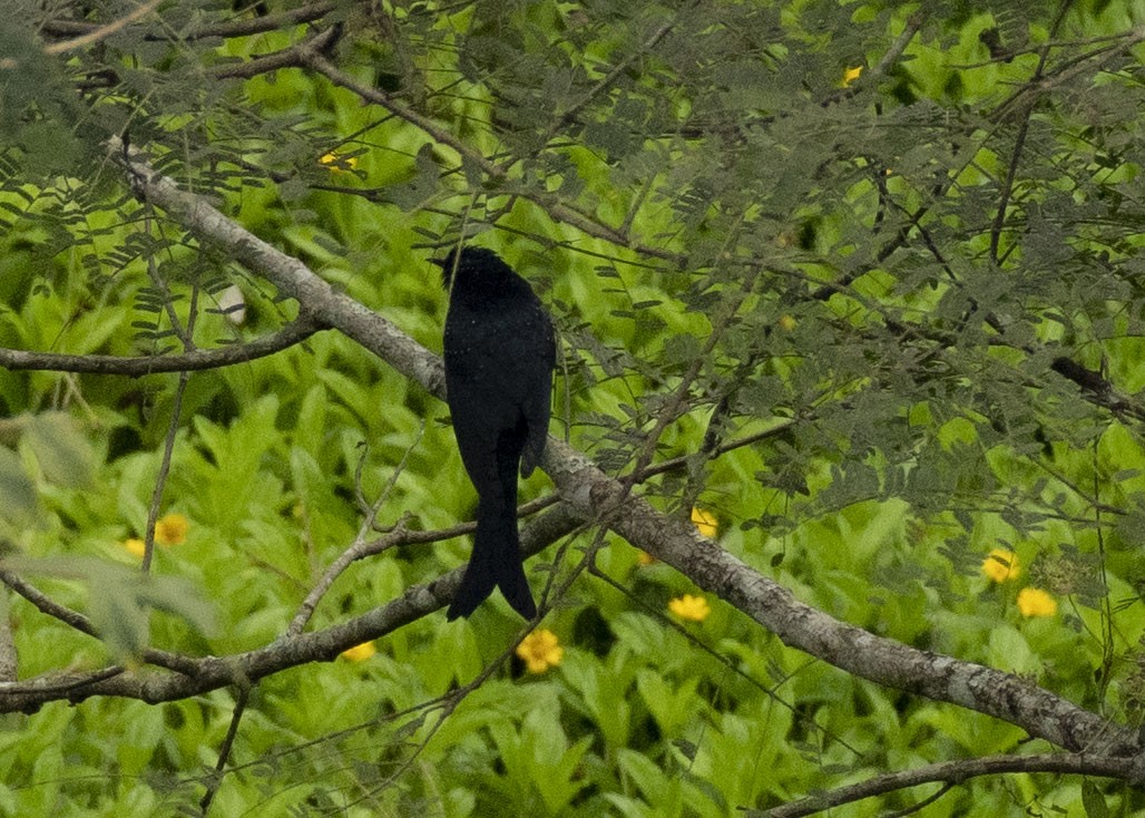 Fork-tailed Drongo-Cuckoo - ML611822757