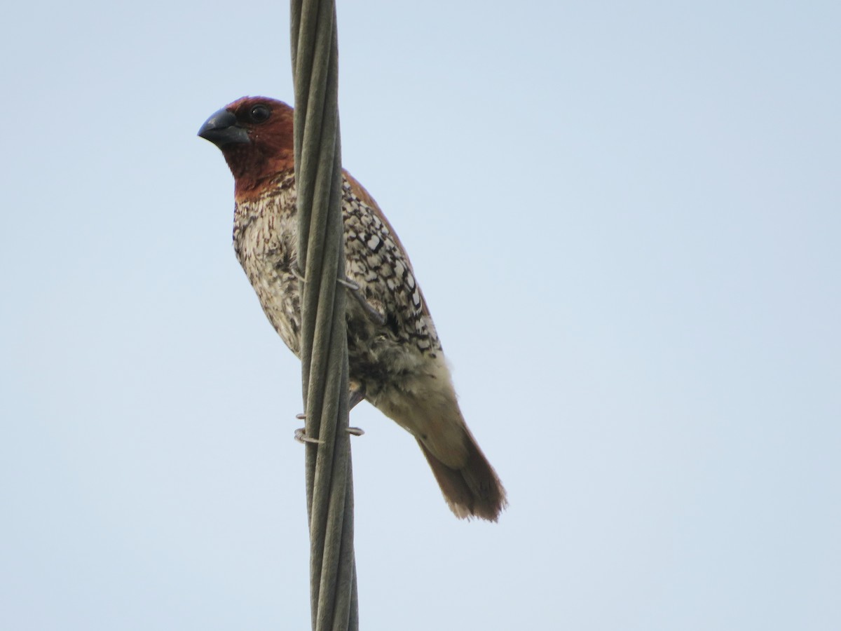 Scaly-breasted Munia - ML611822759