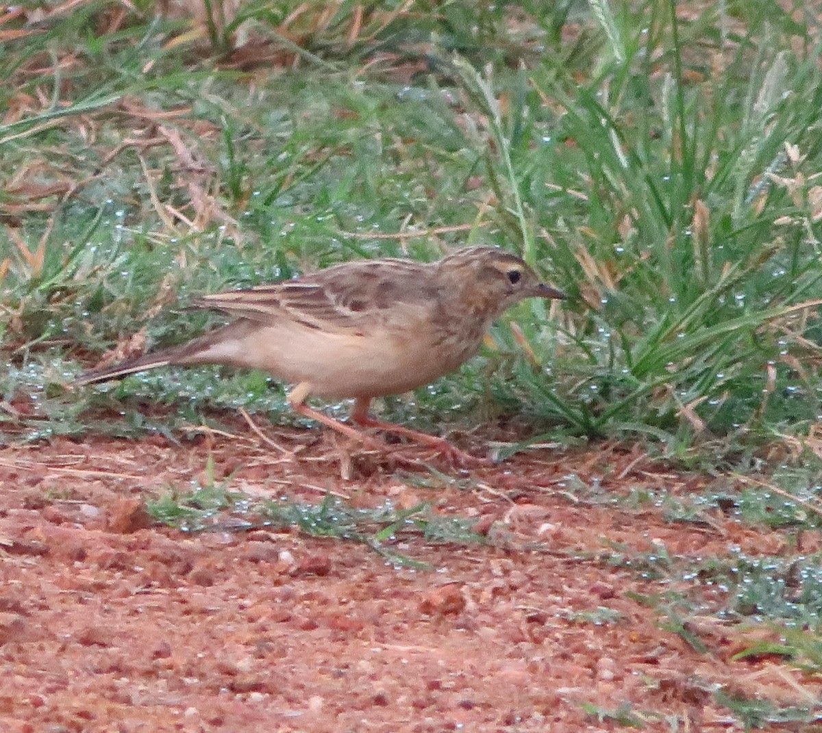 Paddyfield Pipit - ML611822768