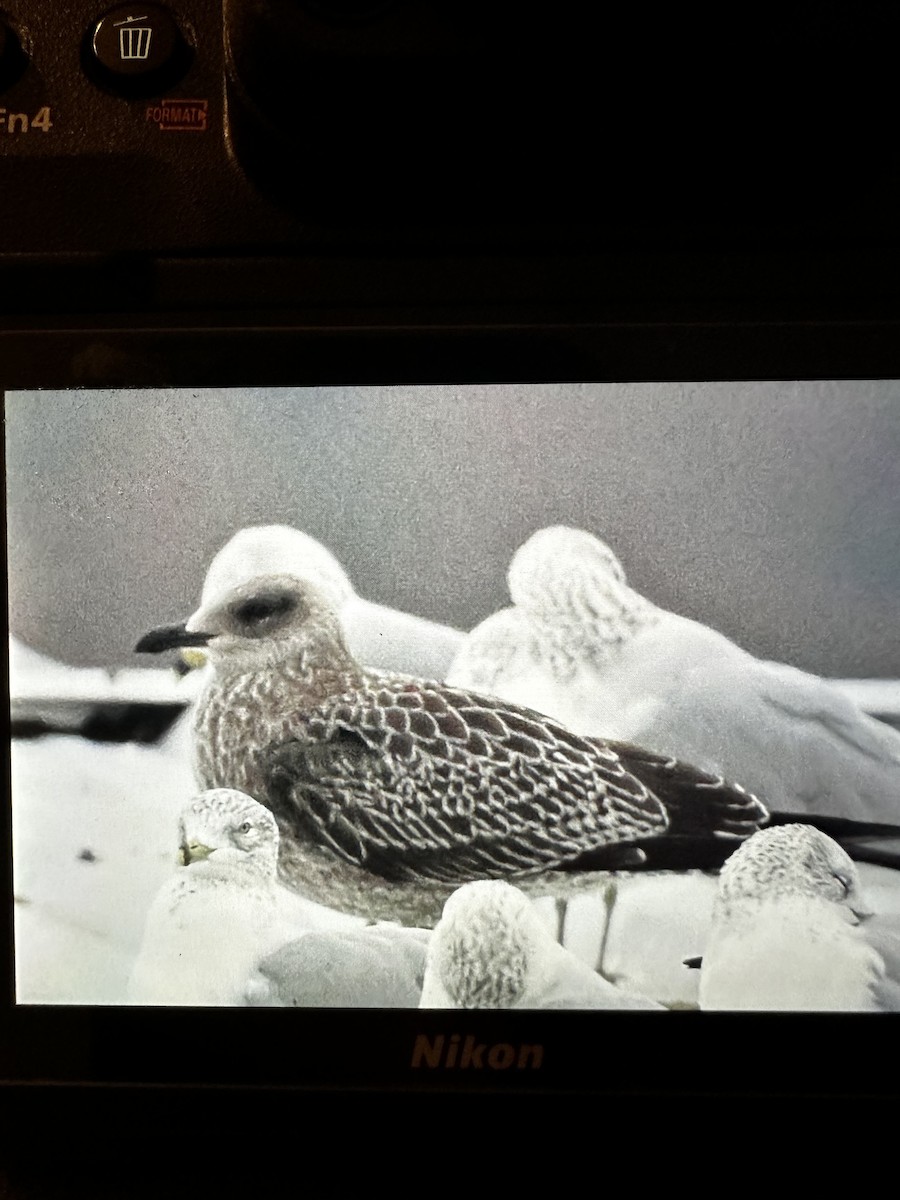 racek žlutonohý - ML611822769