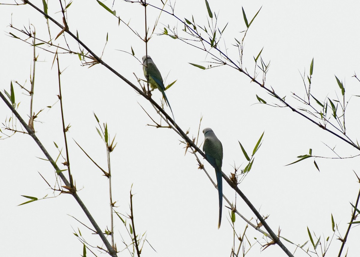 Malabar Parakeet - ML611822782