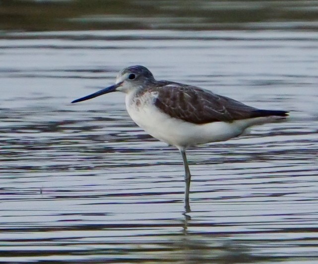 Common Greenshank - ML611822793