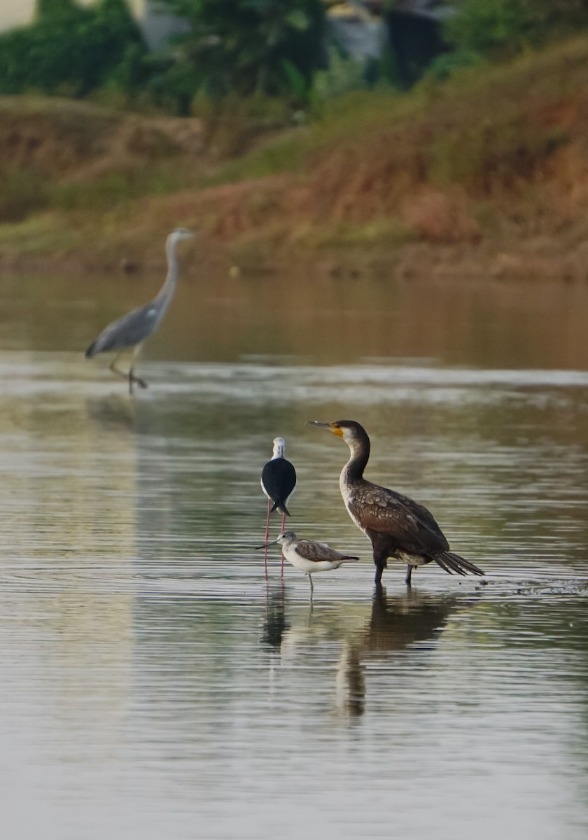 Great Cormorant - ML611822808