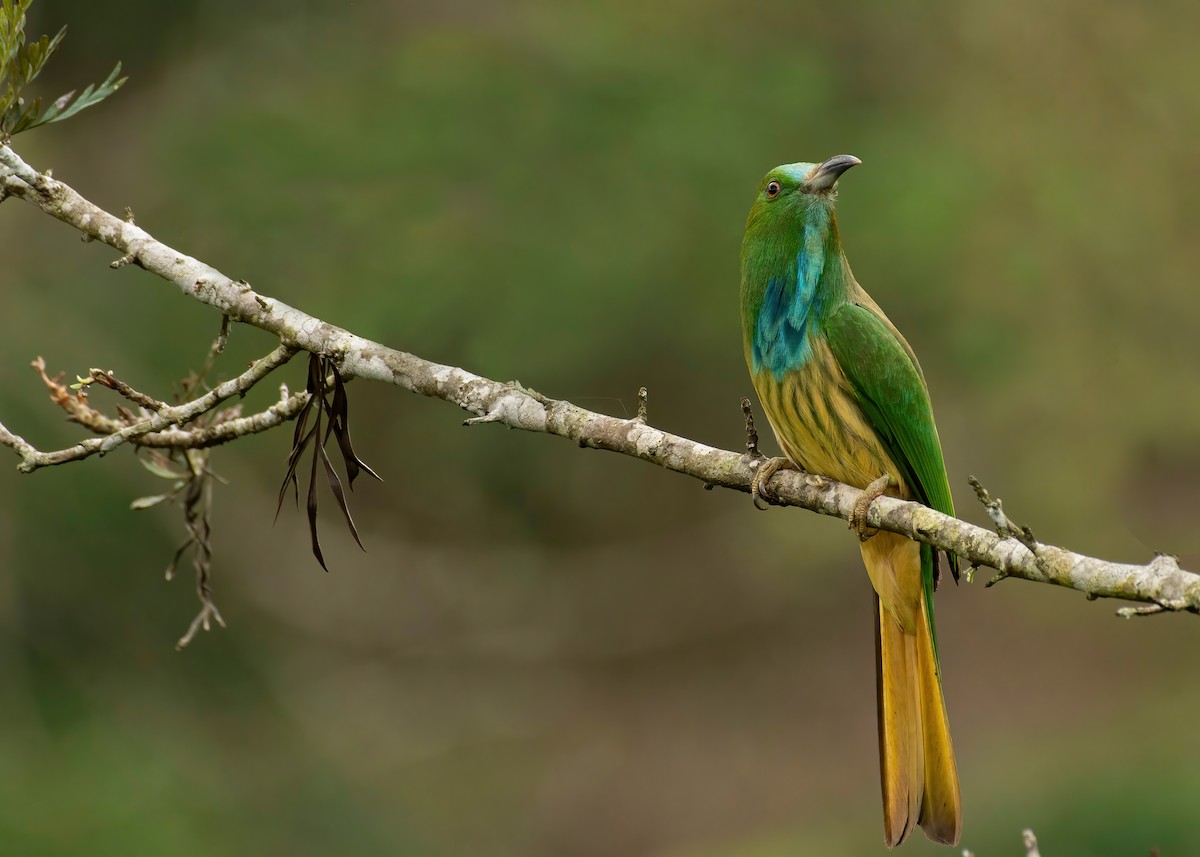 Blue-bearded Bee-eater - ML611822818