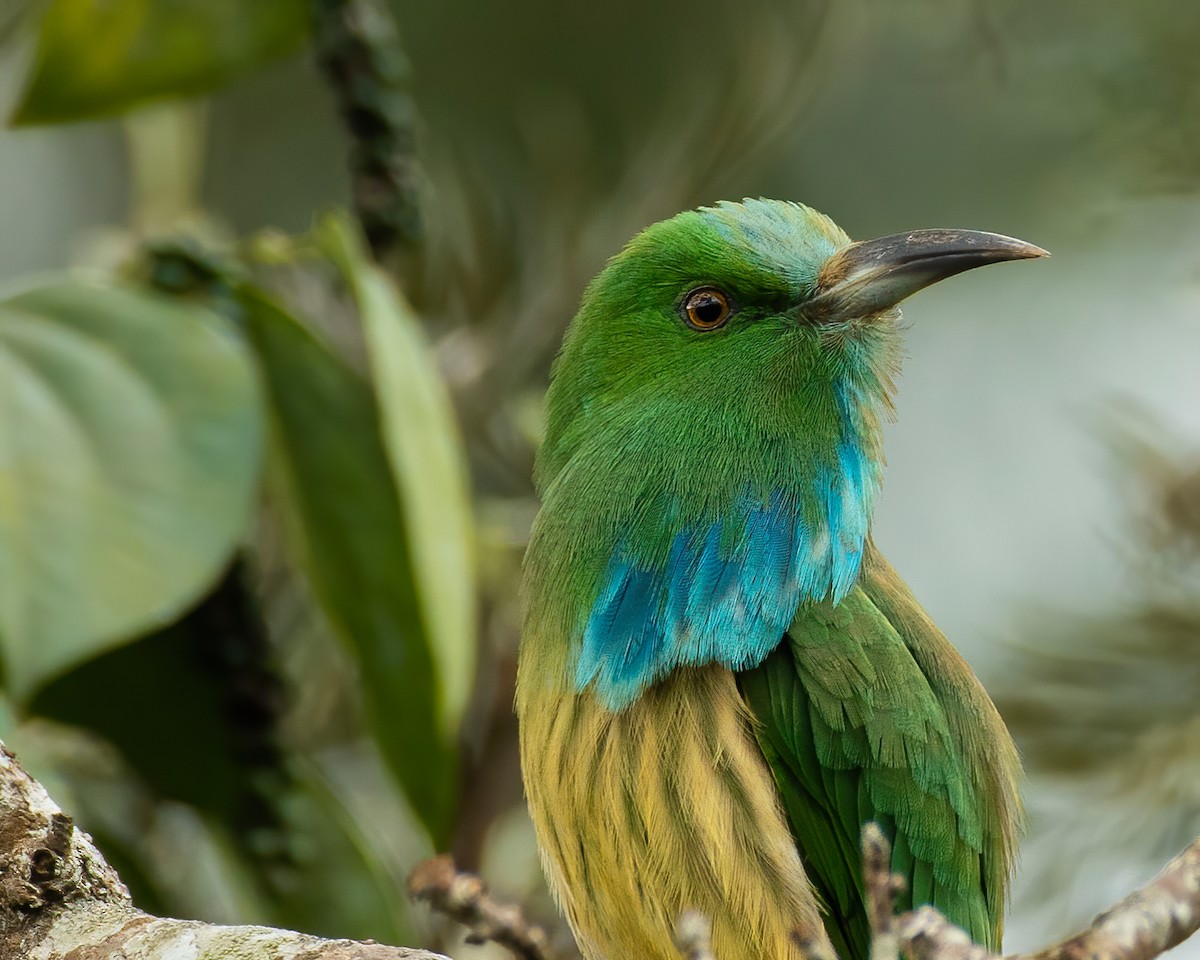 Blue-bearded Bee-eater - ML611822830