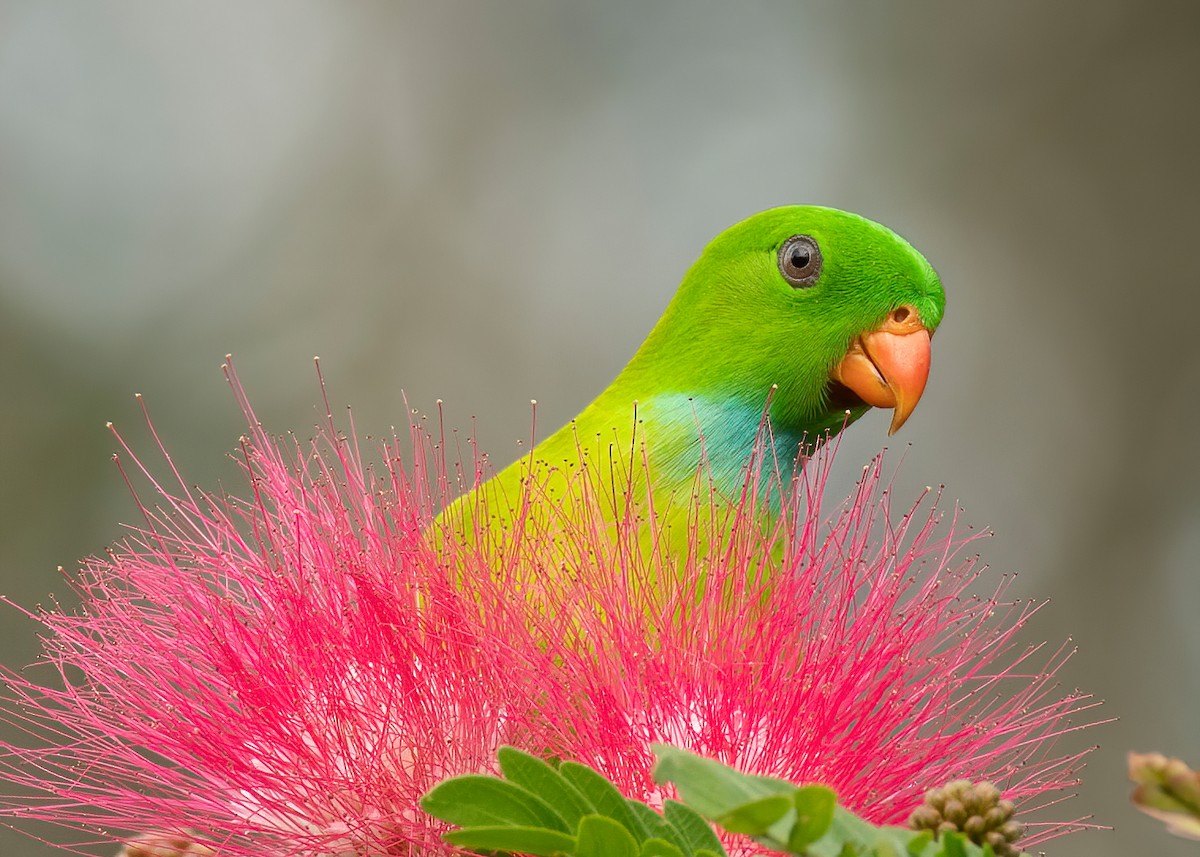 Vernal Hanging-Parrot - ML611822842