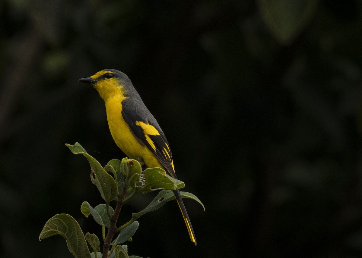 Orange Minivet - ML611822848