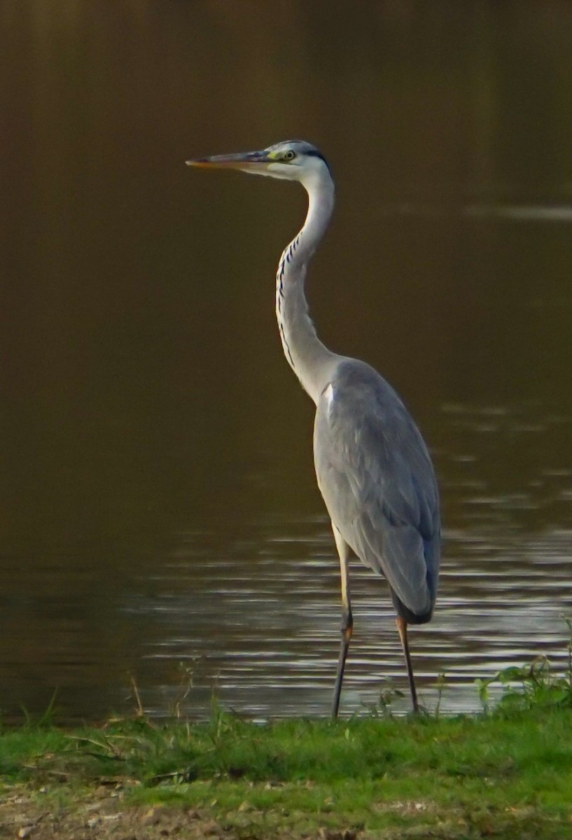 Gray Heron - ML611822859