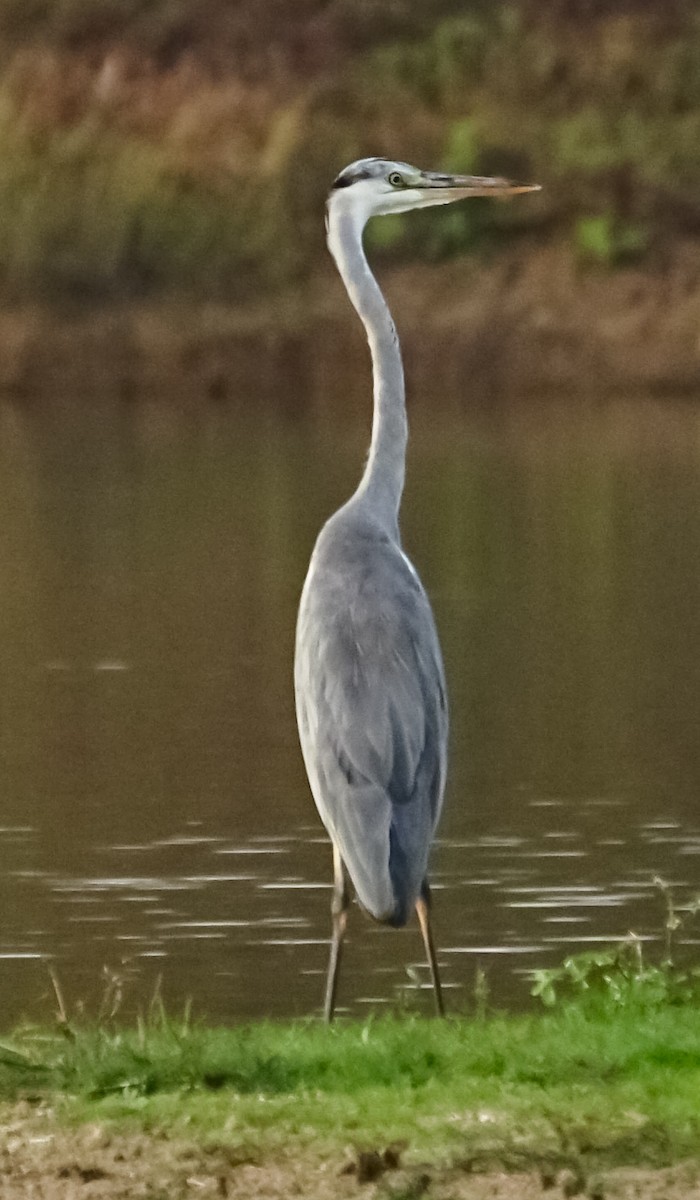 Gray Heron - ML611822860