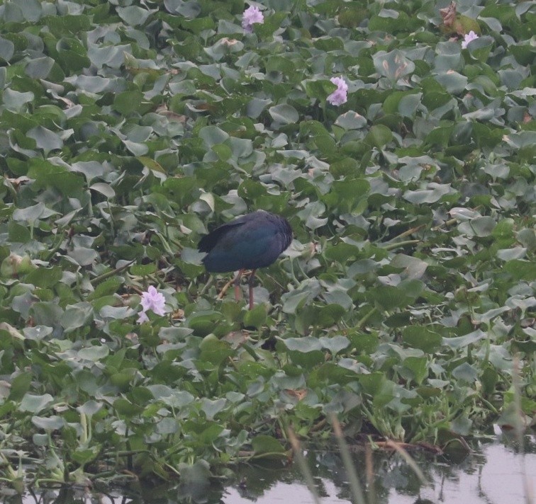 Gray-headed Swamphen - ML611822915