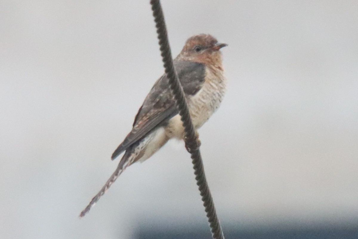 Plaintive Cuckoo - Ajay Sarvagnam