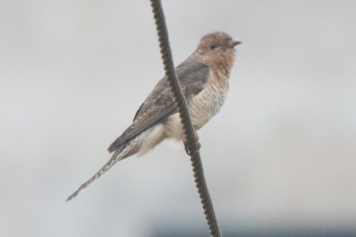 Plaintive Cuckoo - Ajay Sarvagnam