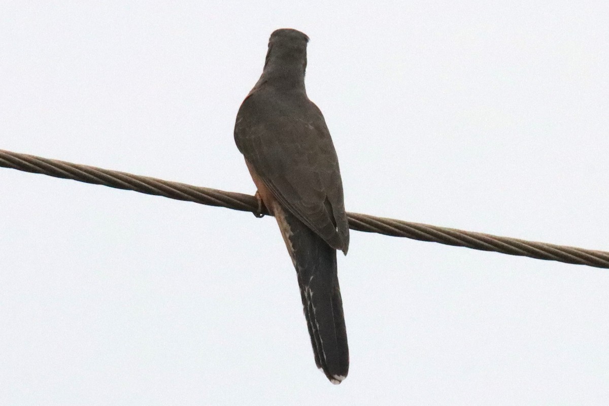 Plaintive Cuckoo - Ajay Sarvagnam