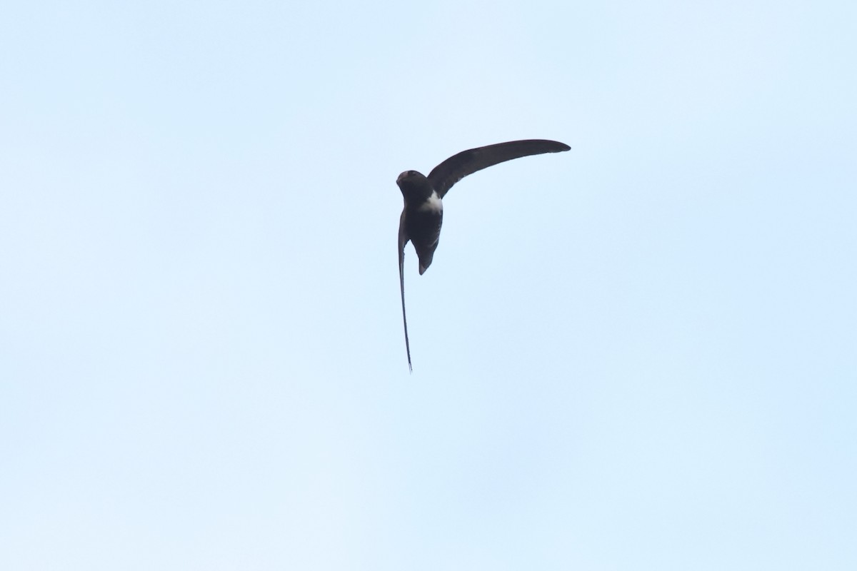 White-chested Swift - Janos  Olah