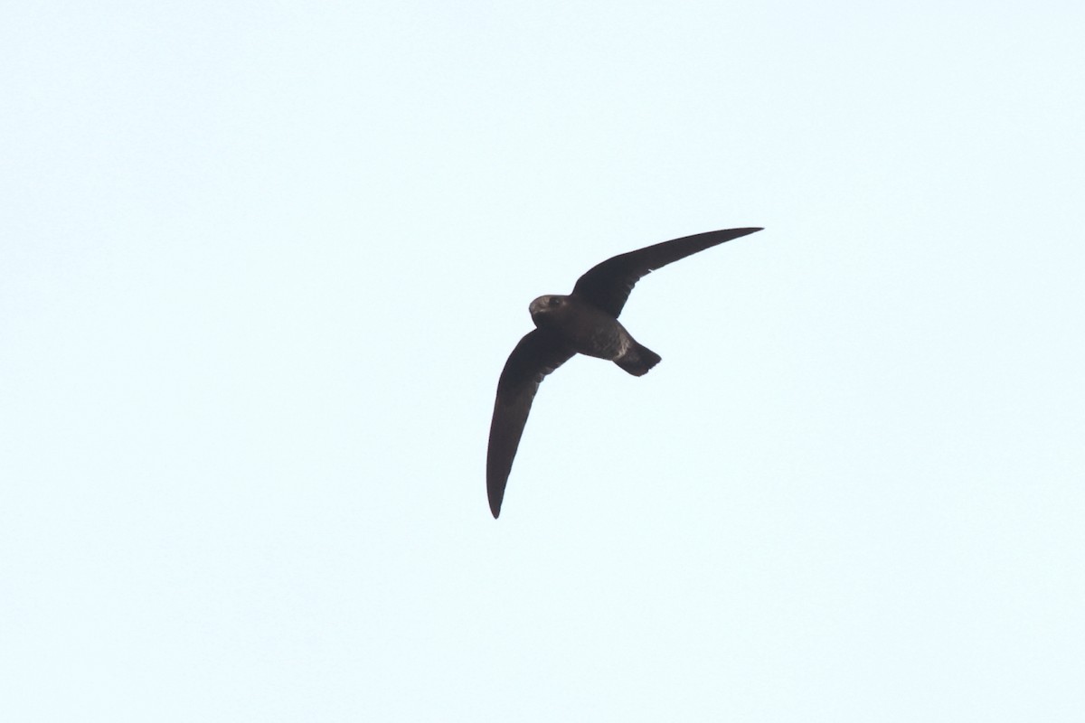 White-chinned Swift - ML611823041