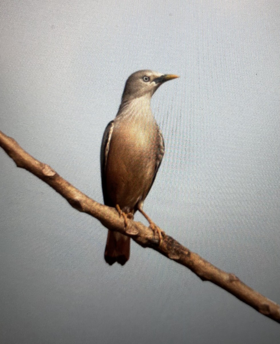 Chestnut-tailed Starling - Vasudev Prasad