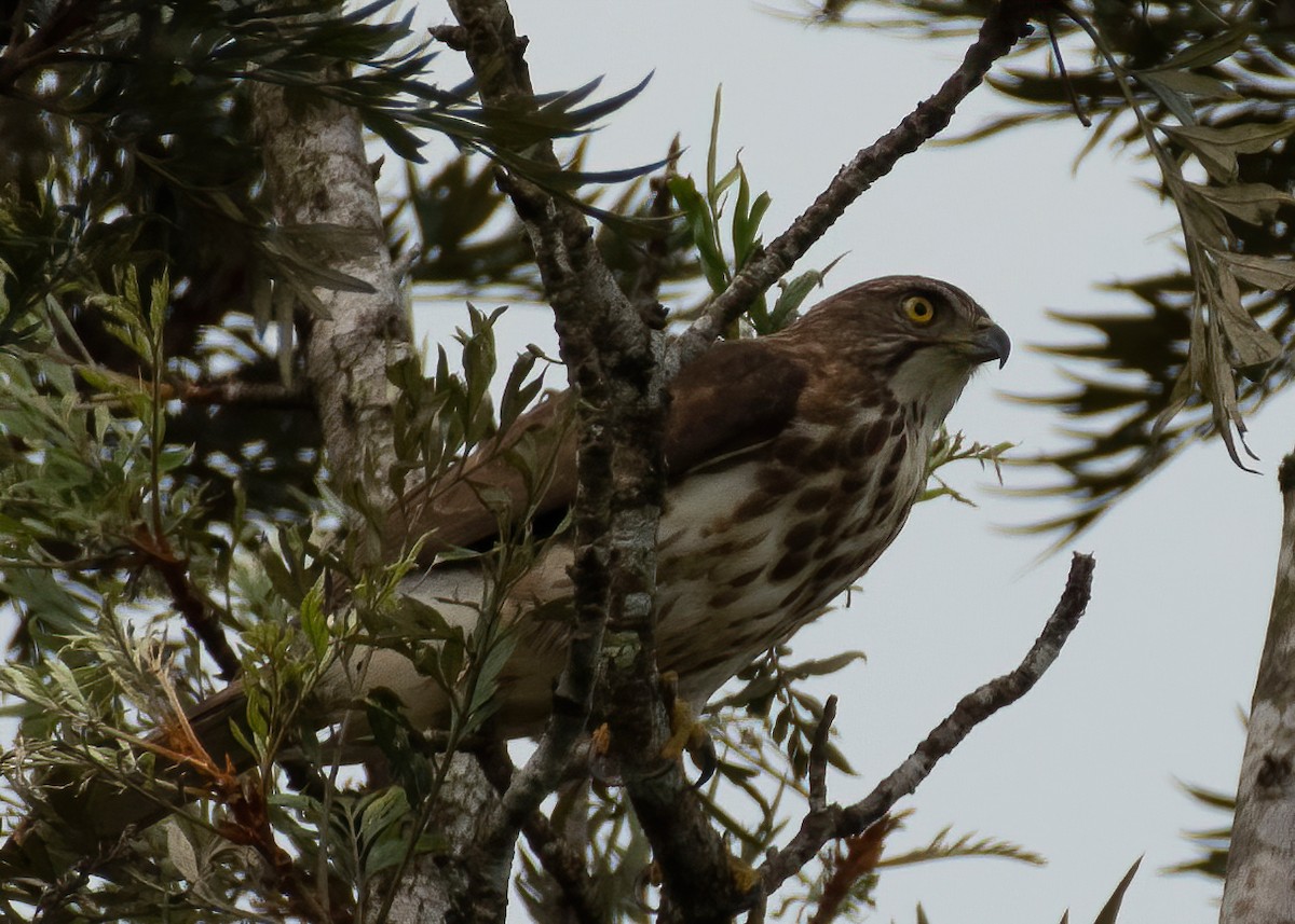 Crested Goshawk - ML611823104