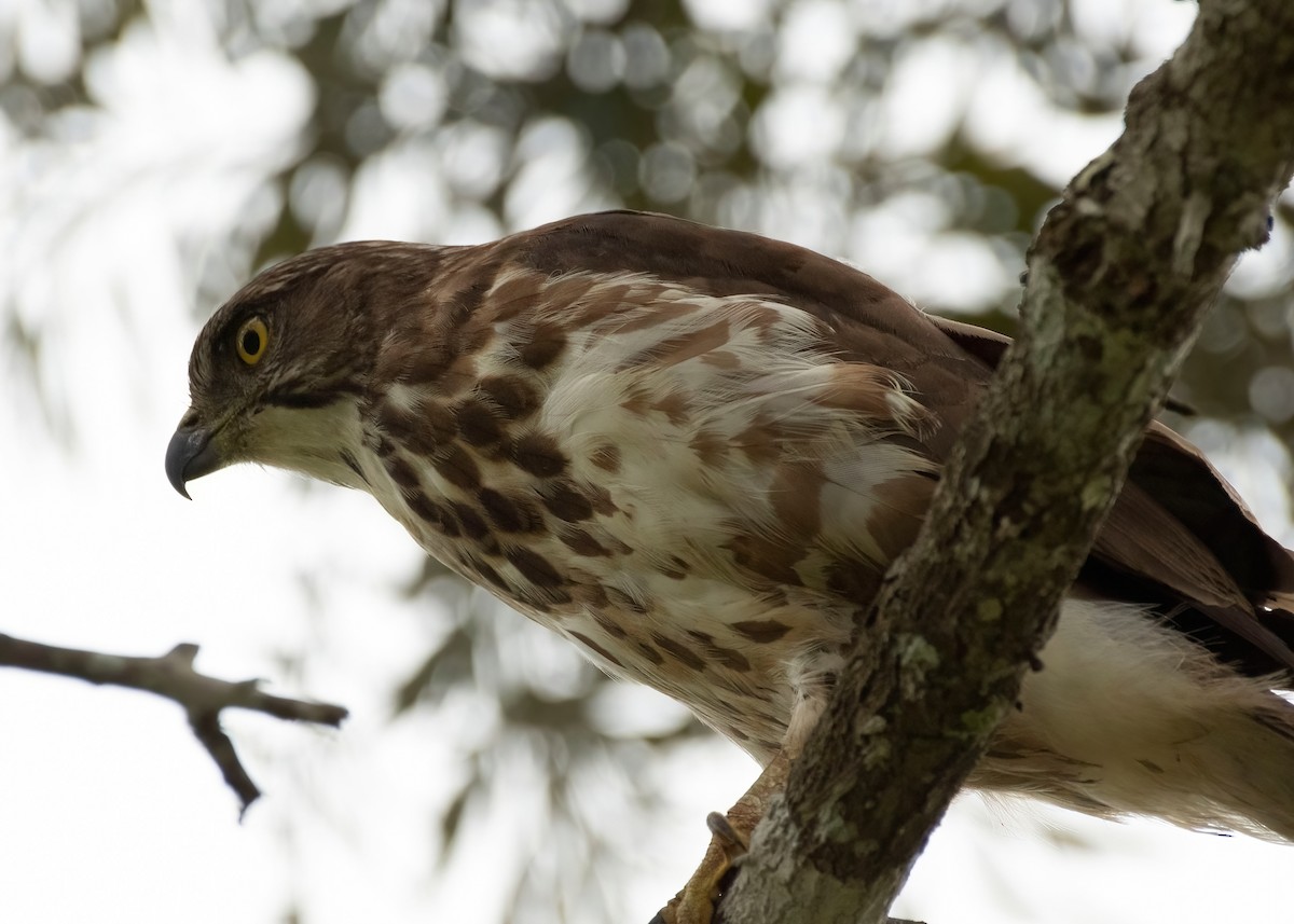 Crested Goshawk - ML611823107