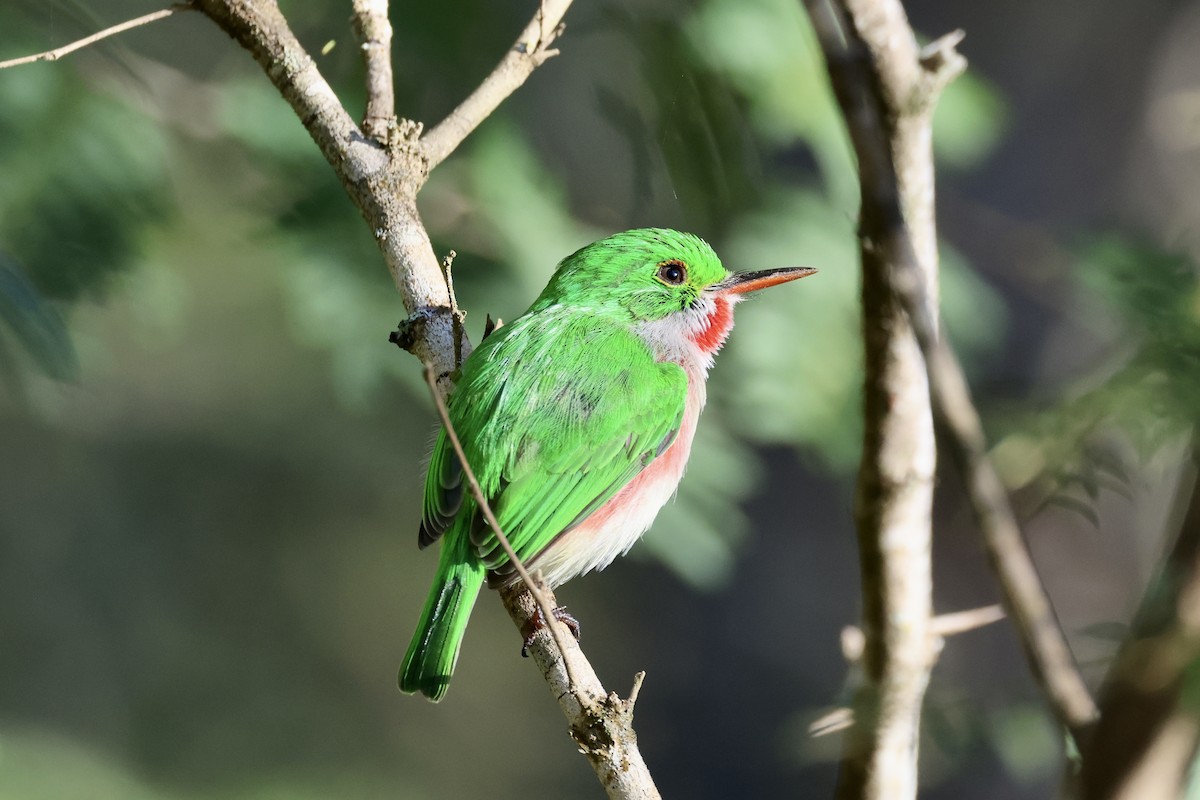 Broad-billed Tody - ML611823147