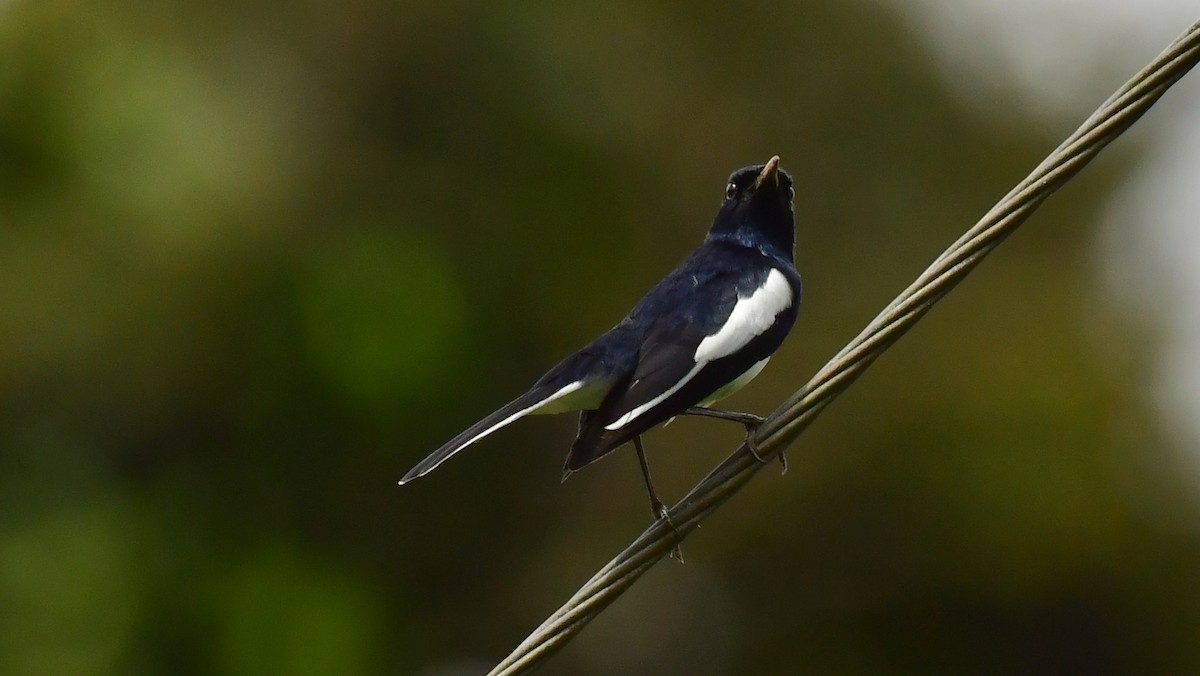 Oriental Magpie-Robin - ML611823169