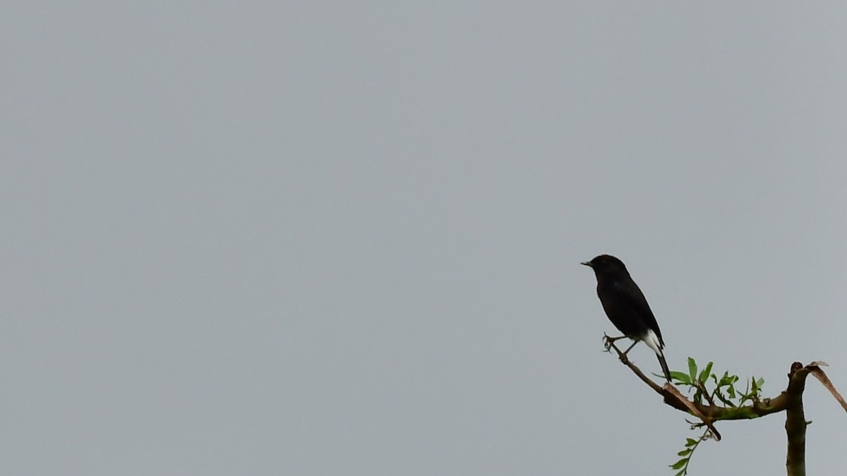 Pied Bushchat - ML611823170