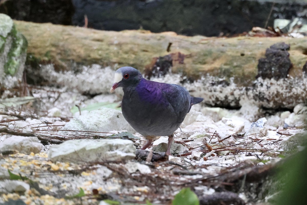 White-fronted Quail-Dove - ML611823195