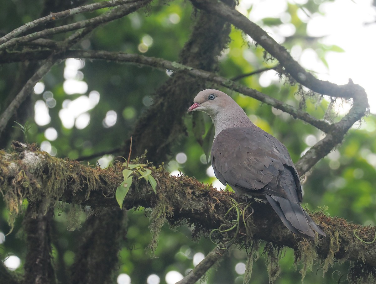 Mountain Imperial-Pigeon - ML611823228