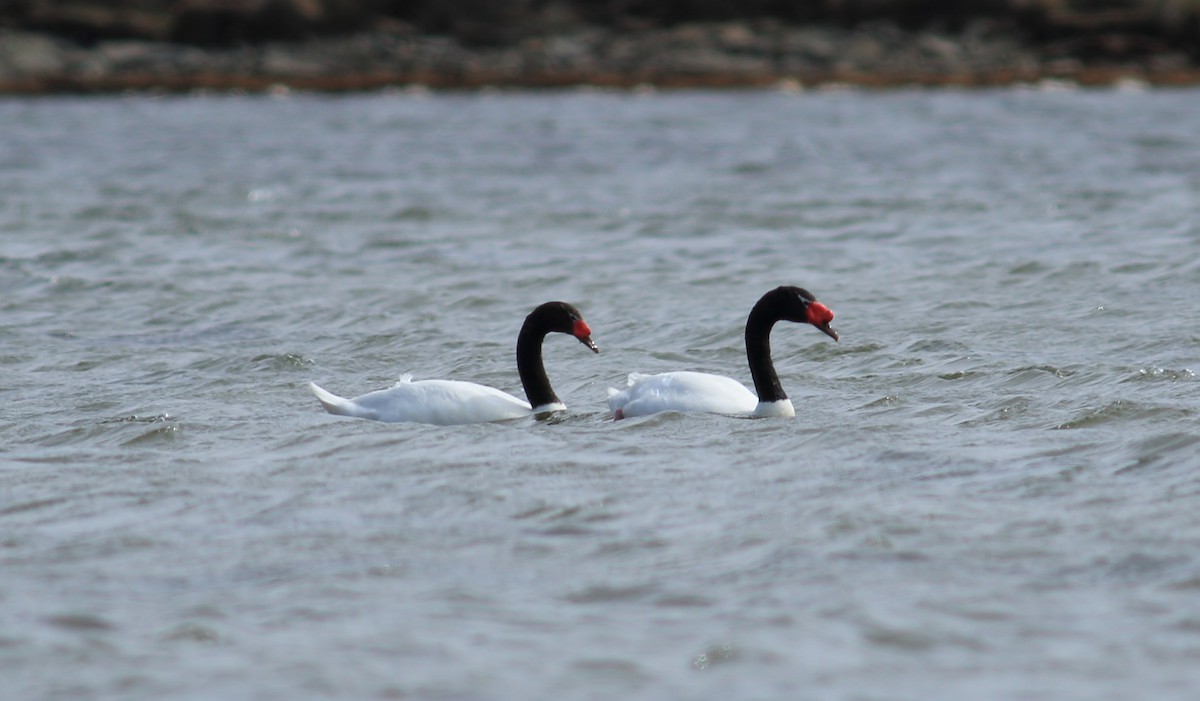 Black-necked Swan - ML611823385