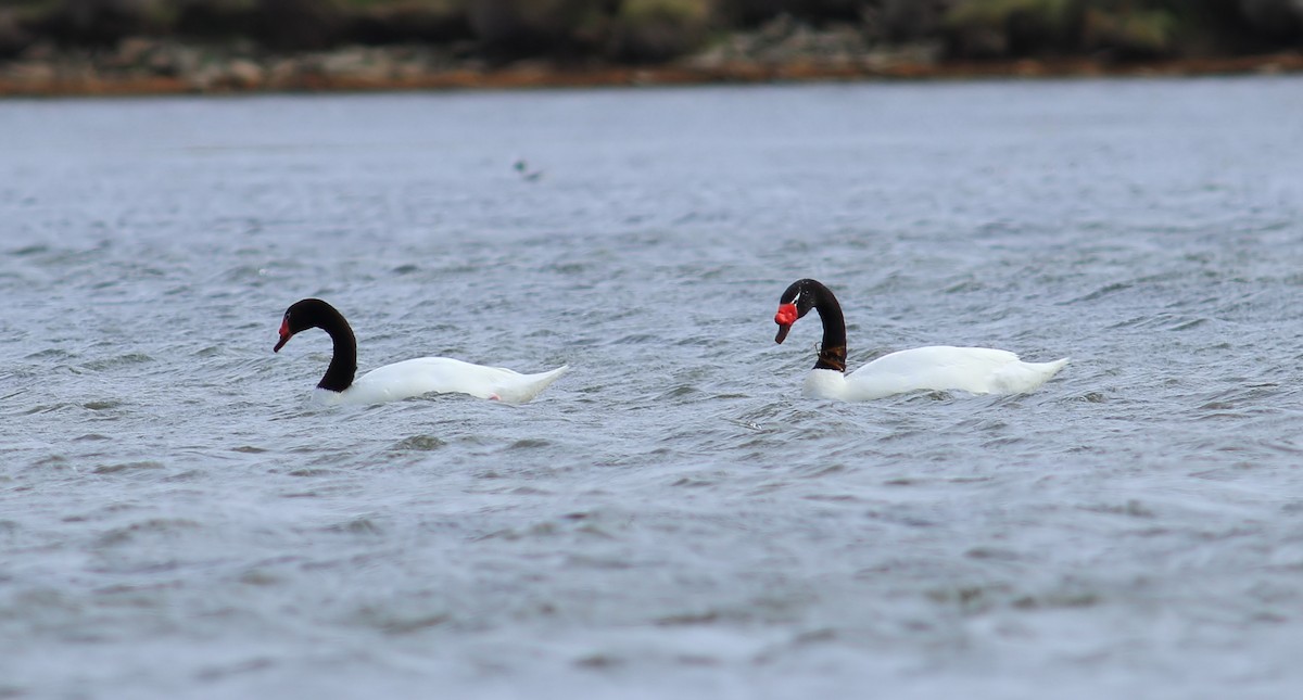 Black-necked Swan - ML611823386