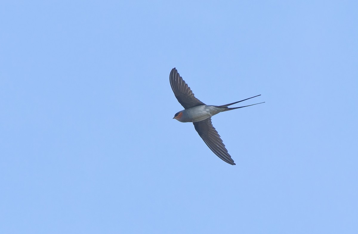 Crested Treeswift - ML611823396