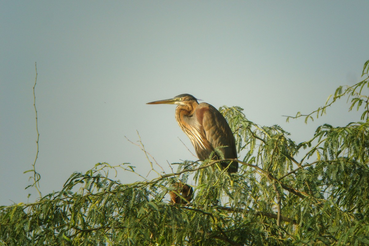 Purple Heron - Tommy Pedersen