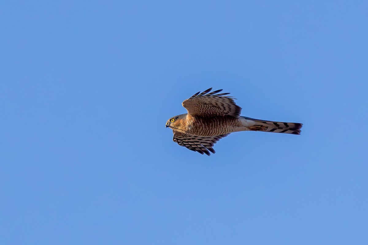 Eurasian Sparrowhawk - ML611823556