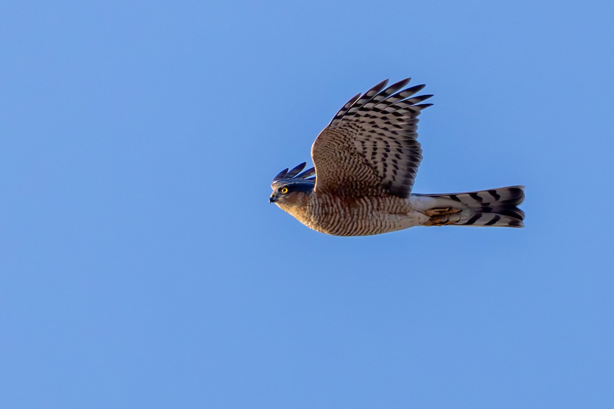 Eurasian Sparrowhawk - Paul Ha