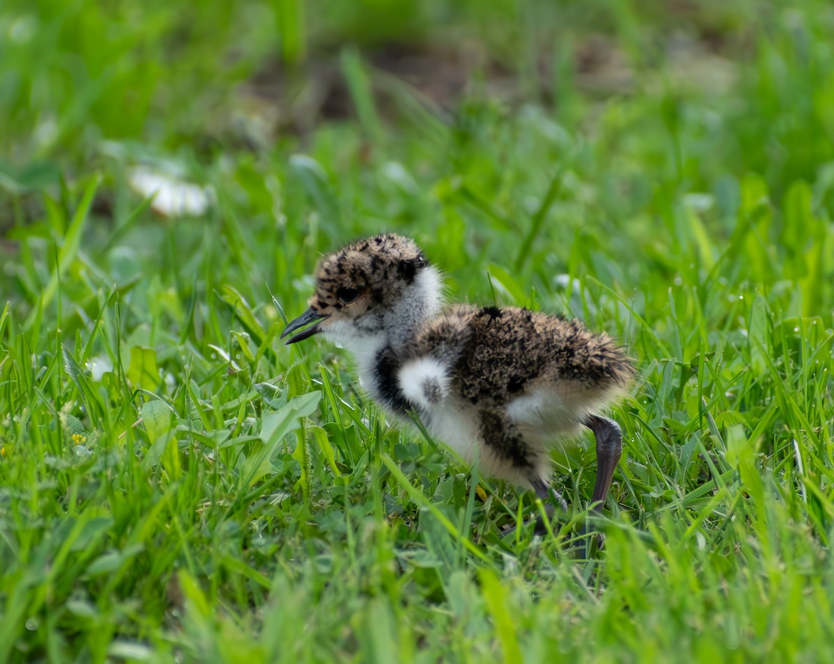 Southern Lapwing - ML611823636