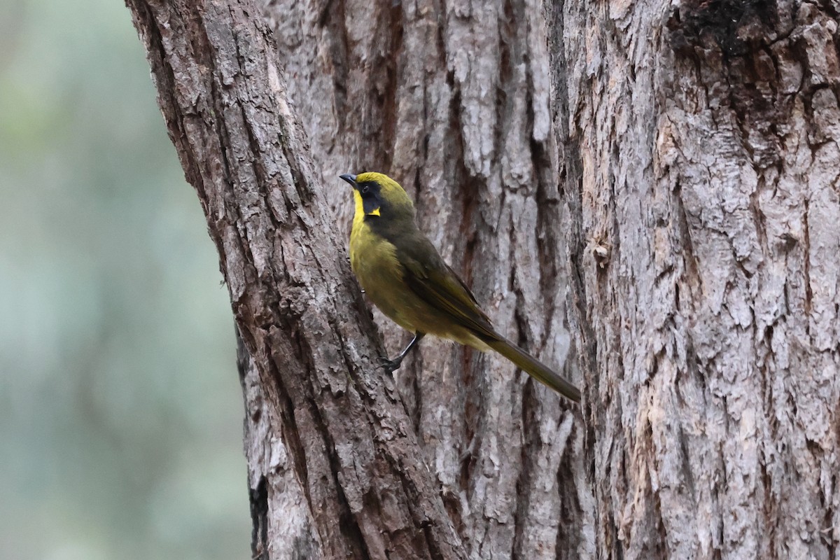 Yellow-tufted Honeyeater - ML611823660