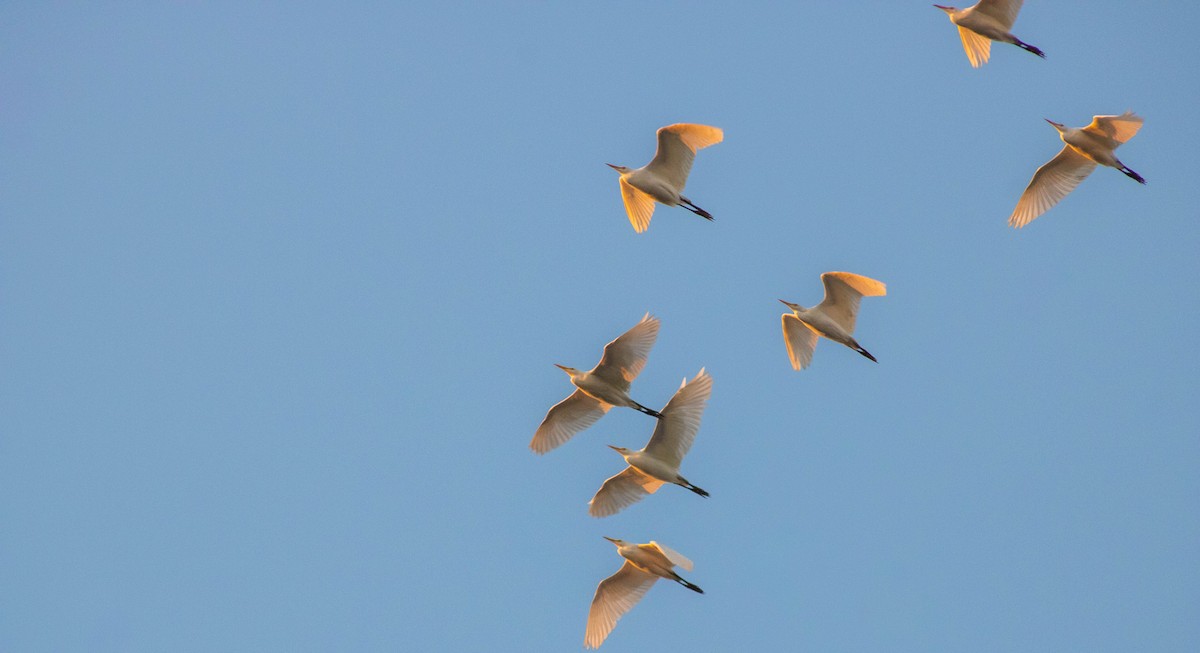 Western Cattle Egret - ML611823662