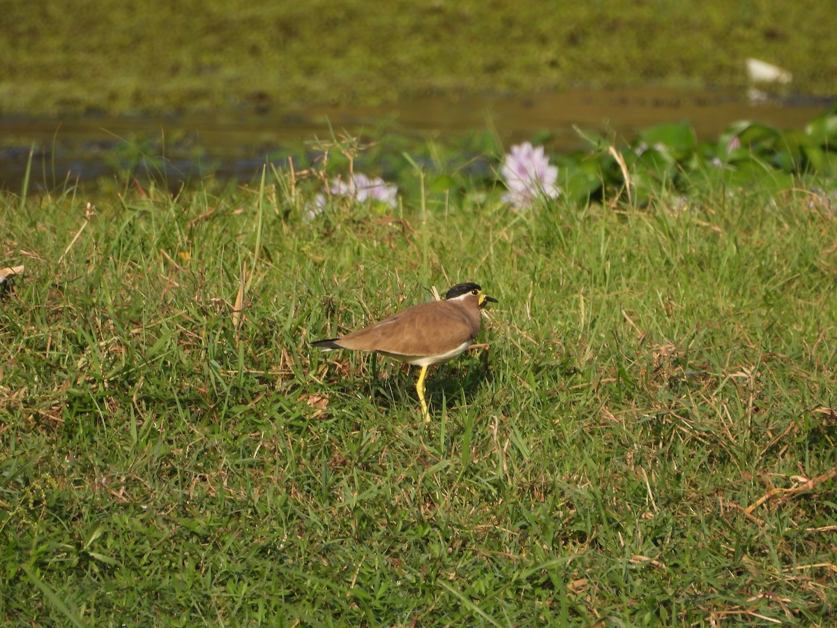 Yellow-wattled Lapwing - ML611823672