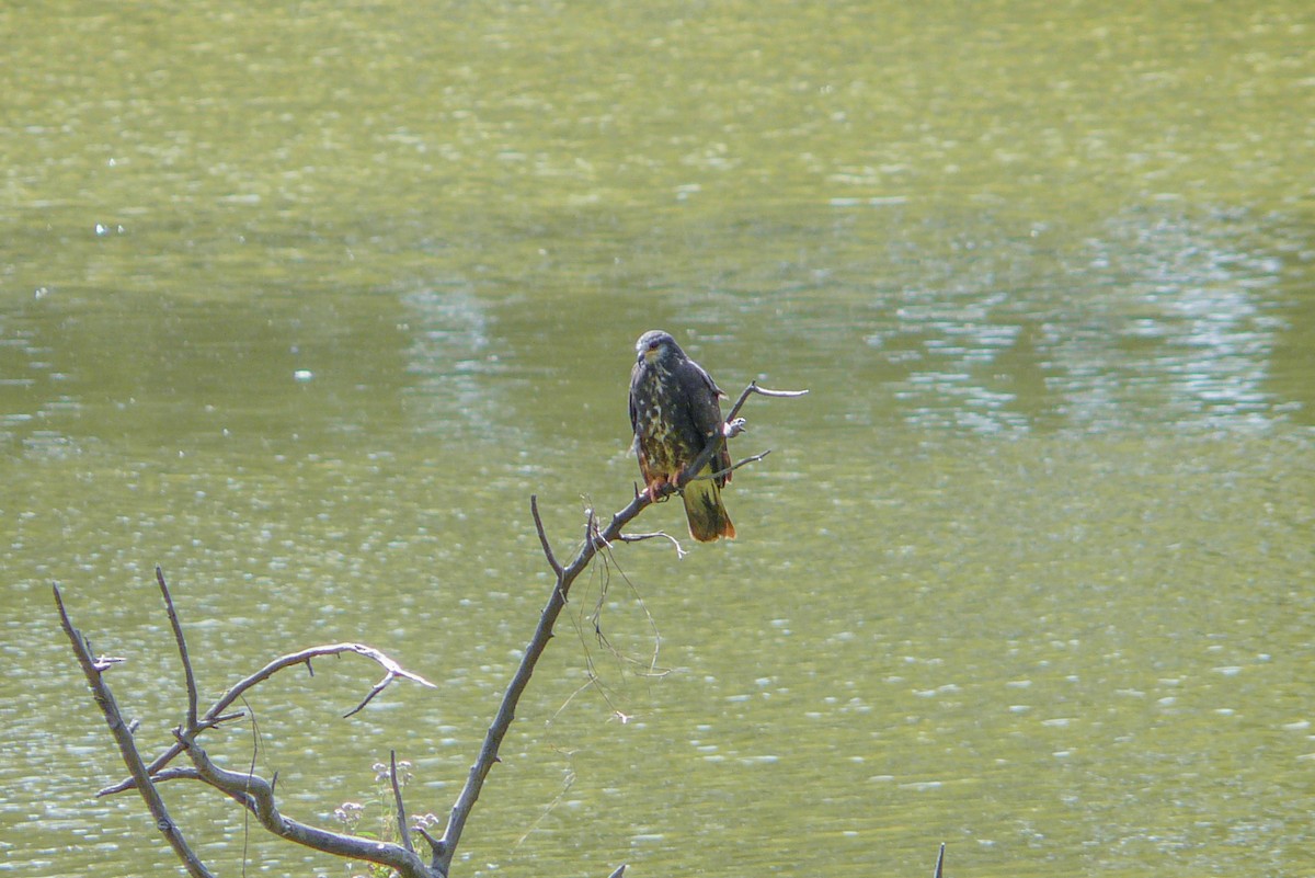 Snail Kite - ML611823714