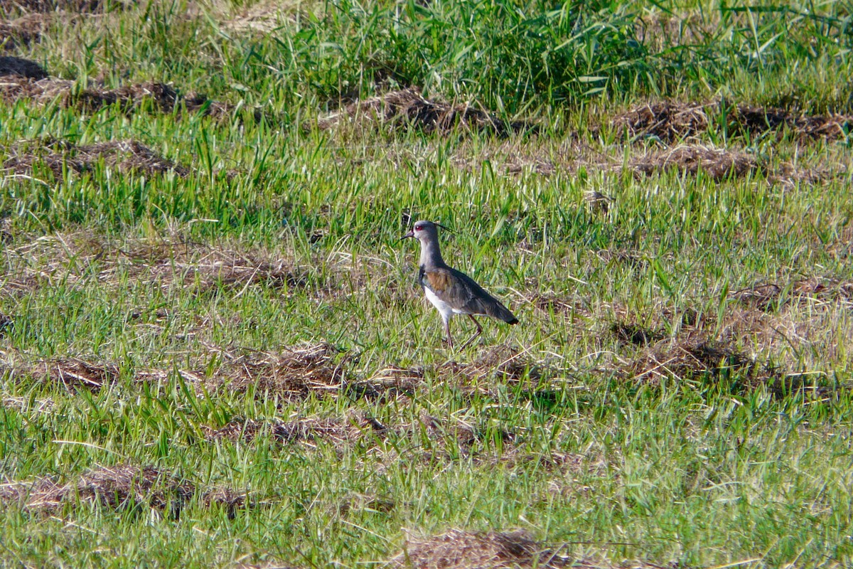 Southern Lapwing (lampronotus) - ML611823717